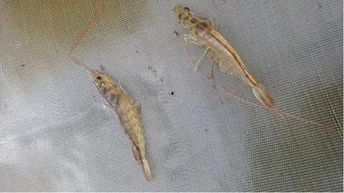 国产南美对虾养殖方法视频,视频揭秘高效养殖技巧