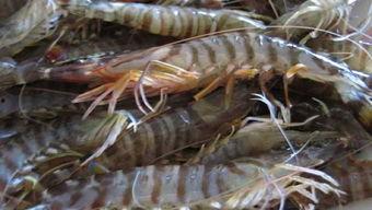 国产南美对虾养殖方法视频,视频揭秘高效养殖技巧