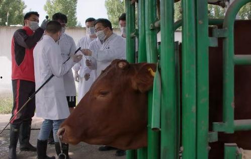 国产黄牛育种方法视频,视频带你领略现代育种技术