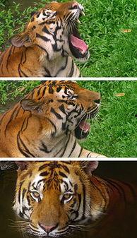 国产老虎图片视频大全集,图片视频大全集赏析