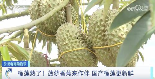 国产榴莲开果翻车视频播放,揭秘种植与收获的意外瞬间  第3张