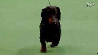 猎犬比赛视频国产在线观看,国产在线观看，感受速度与激情  第2张