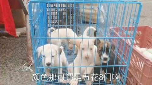 猎犬比赛视频国产在线观看,国产在线观看，感受速度与激情  第3张
