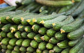 黄瓜全国产地介绍视频,从南到北的绿色盛宴  第2张