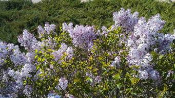 国产丁香社区视频下载,轻松获取热门内容