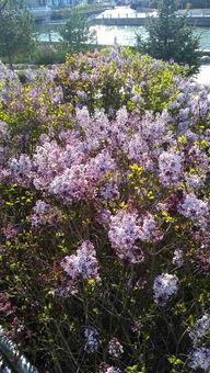 国产丁香社区视频下载,轻松获取热门内容  第2张