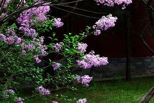 国产丁香社区视频下载,轻松获取热门内容  第3张